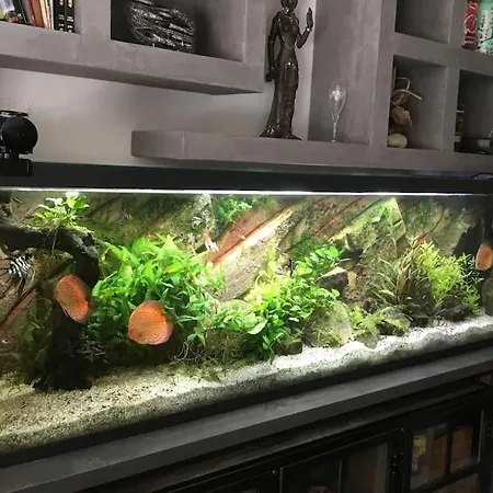 Standing Piscine Privee En Ecrin De Verdure 别墅