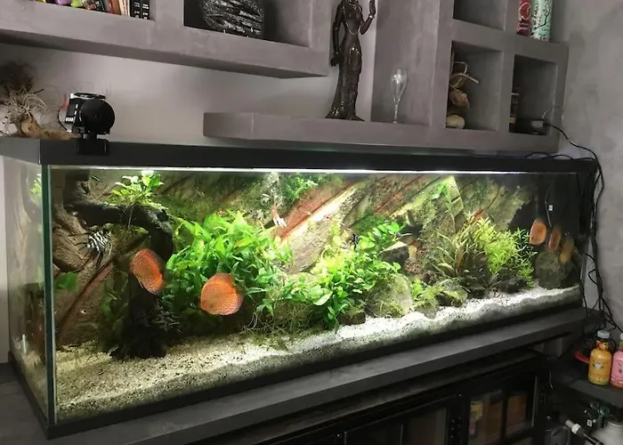 Standing Piscine Privée En écrin De Verdure Villa