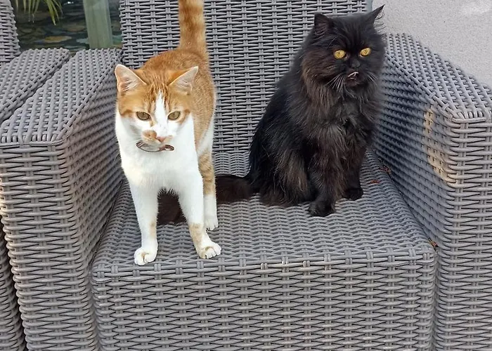 Villa Standing Piscine Privée En écrin De Verdure Mérignac